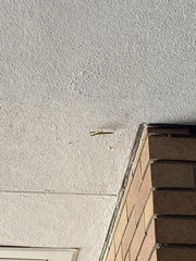 Mantodea