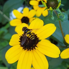 Eristalis transversa