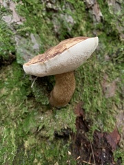 Tylopilus