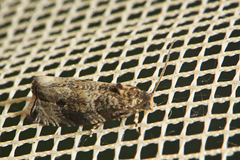 Olethreutes appendiceum