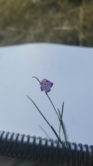 Campanula alaskana