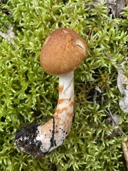 Cortinarius armillatus