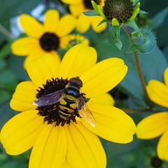 Eristalis transversa