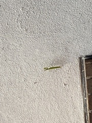Mantodea