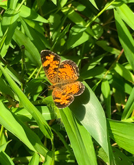 Phyciodes