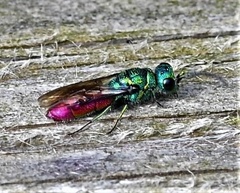 Chrysididae