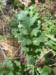 Senecioninae