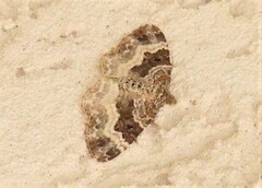 Epirrhoe alternata