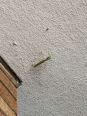 Mantodea