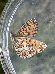 Boloria selene