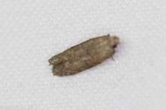 Hypatima