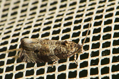 Olethreutes appendiceum