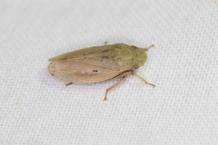 Negosiana dualis