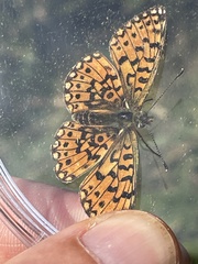 Boloria selene
