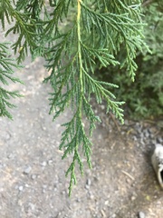 Cupressus nootkatensis