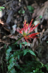 Scadoxus multiflorus