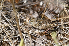 Calliptamus italicus
