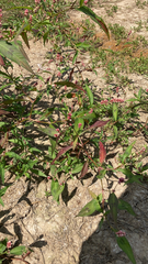 Persicaria maculosa