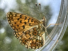 Boloria selene