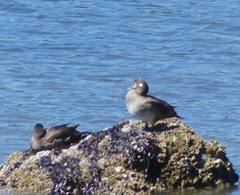 Histrionicus histrionicus