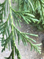 Cupressus nootkatensis