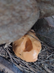 Cantharellus roseocanus