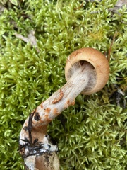 Cortinarius armillatus