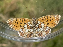 Boloria selene