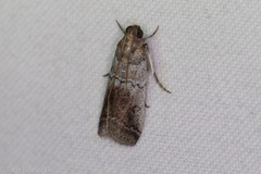 Chararica hystriculella