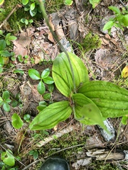 Cypripedium acaule