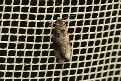 Olethreutes appendiceum