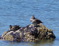 Histrionicus histrionicus