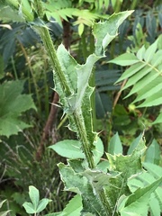 Cardueae