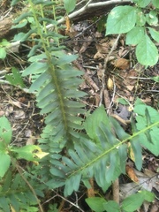 Polystichum acrostichoides