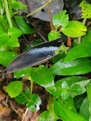 Kallima horsfieldii