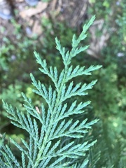 Cupressus nootkatensis