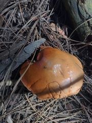 Gymnopilus ventricosus