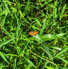 Phyciodes