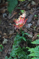 Scadoxus multiflorus