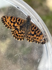 Boloria dia