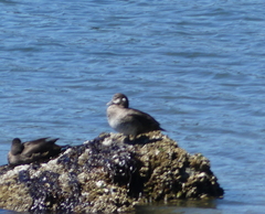 Histrionicus histrionicus