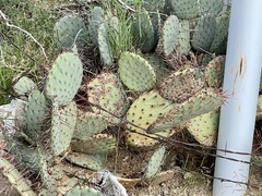 Opuntia gilvescens