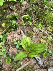 Cypripedium acaule