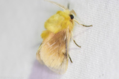 Megalopyge opercularis