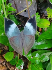 Kallima horsfieldii