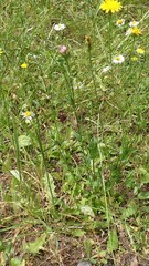 Centaurium erythraea