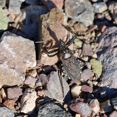 Apiomerus longispinis