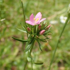 Centaurium erythraea