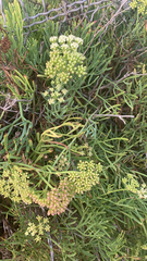 Crithmum maritimum