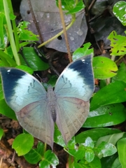 Kallima horsfieldii